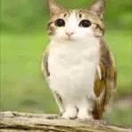Meowl
