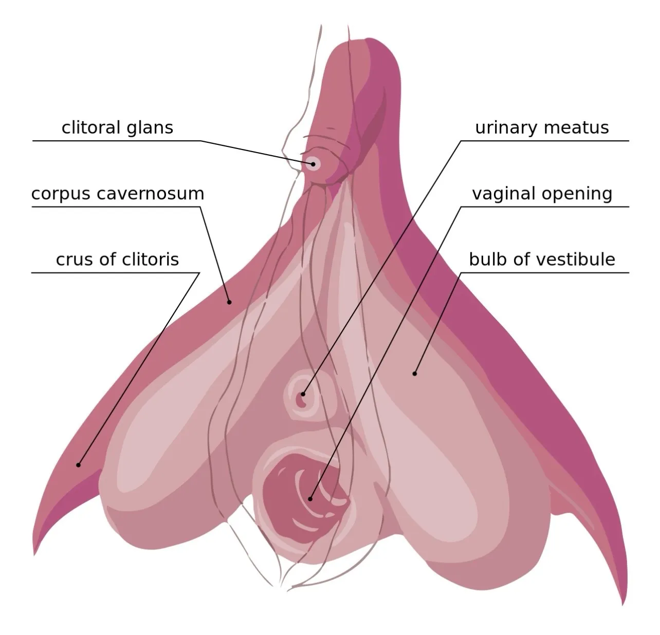Clitoris