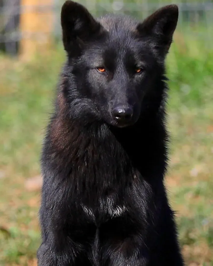 blackdogwolf