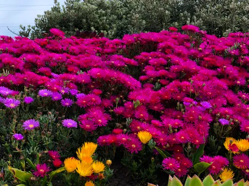 Valley of flowers